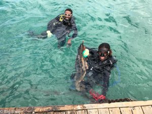 Dive Agaist Debris Big Blue Sept 2017-6