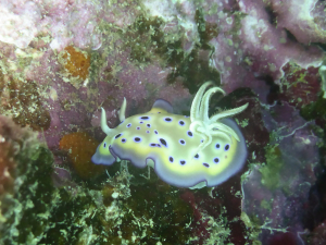 Goniobranchus kuniei_ChristinaShaw_SSC_2023
