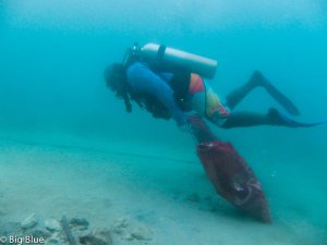 Luaki collecting debris