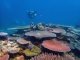 Diver in Vanuatu over plate coral