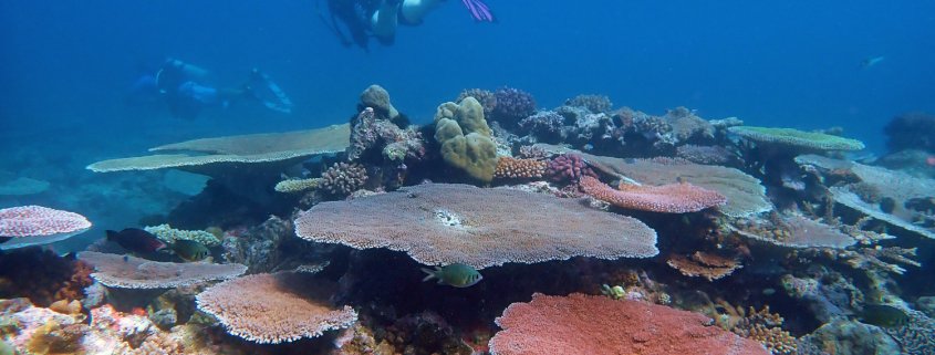 Diver in Vanuatu over plate coral