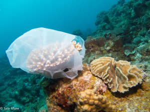 Plastic bag on coral-2