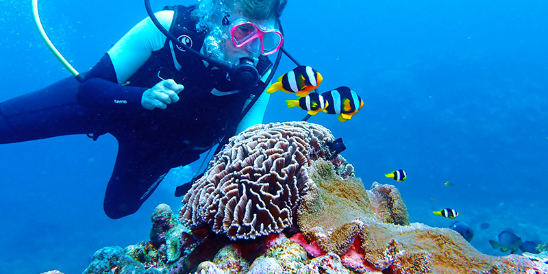 big blue clown fish big blue clown fish