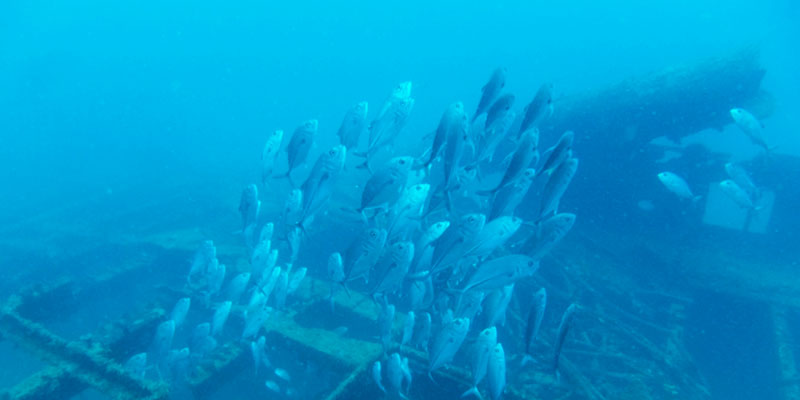 big blue - star of russia wreck