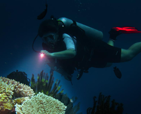 Diver diving on a reef with Big Blue Vanuatu on a night dive