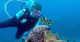 Diver playing with Diver playing with clown fish while diving on a reef with Big Blue Vanuatu on a single day dive